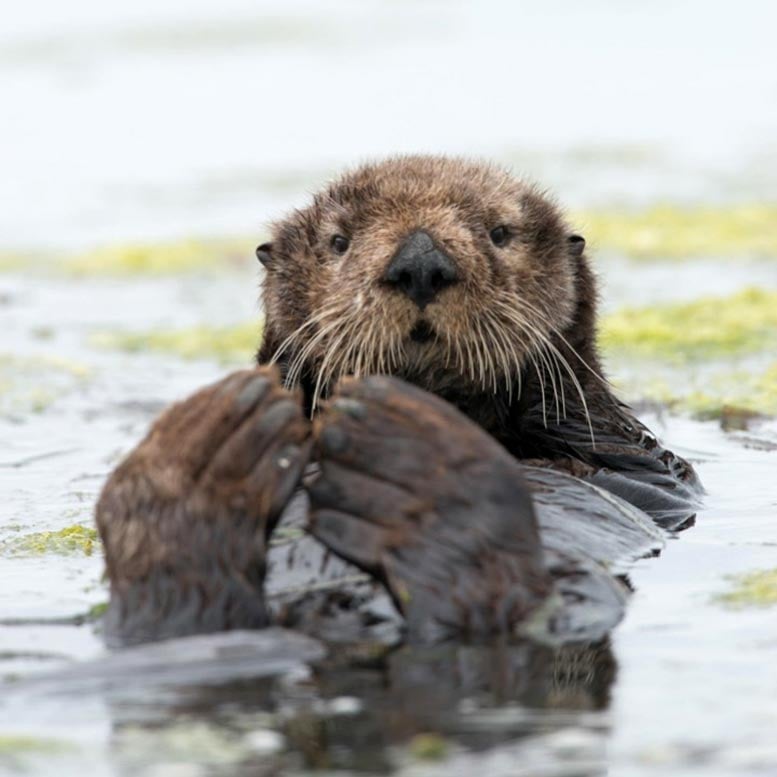 Sea Otter in Central California
