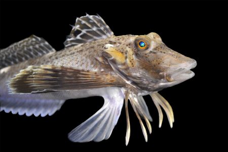 Fish That Walk: Unlocking the Evolutionary Secrets of Sea Robins