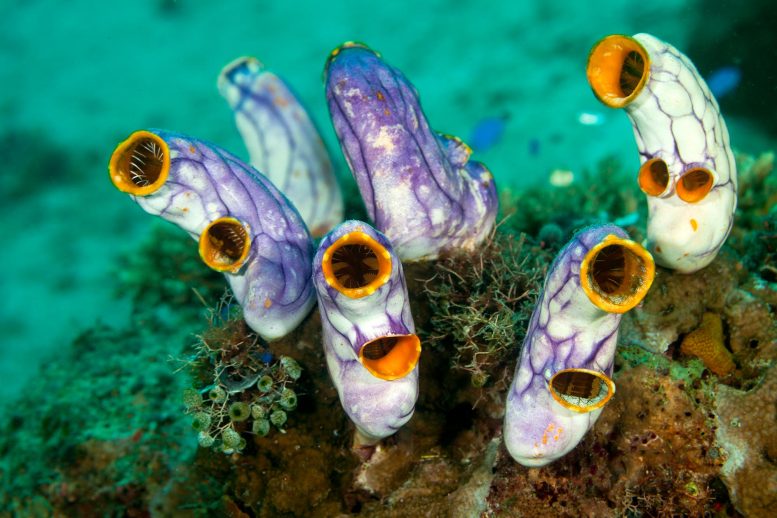 Sea squirts on coral reefs