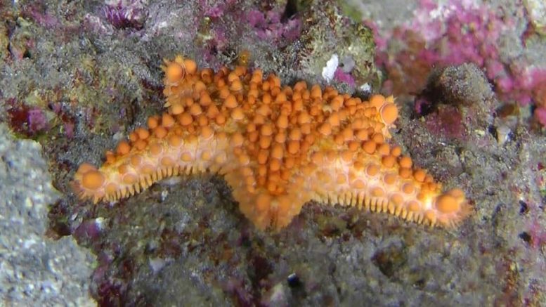 Sea Star (Uokeaster ahi)
