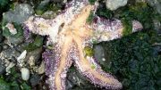Sea Star Wasting Disease