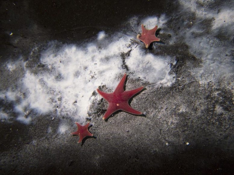 Sea Stars Microbial Mat