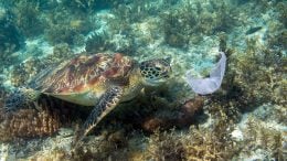 Sea Turtle Plastic Bag