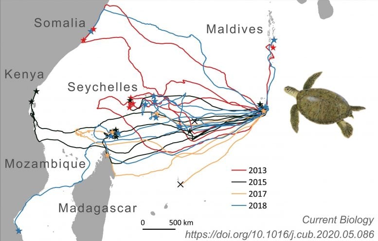 Sea Turtle Travel Routes