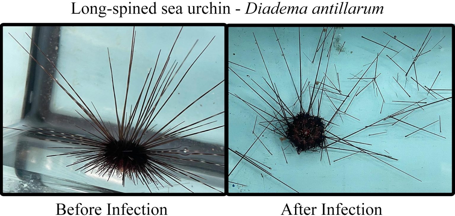 Sea Shell Infection Sea Urchin Killer Identified: Scientists Unmask the Microscopic Menace ...