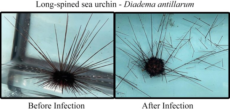 Sea Urchin Before and After Infection