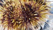 Sea Urchin Close Up