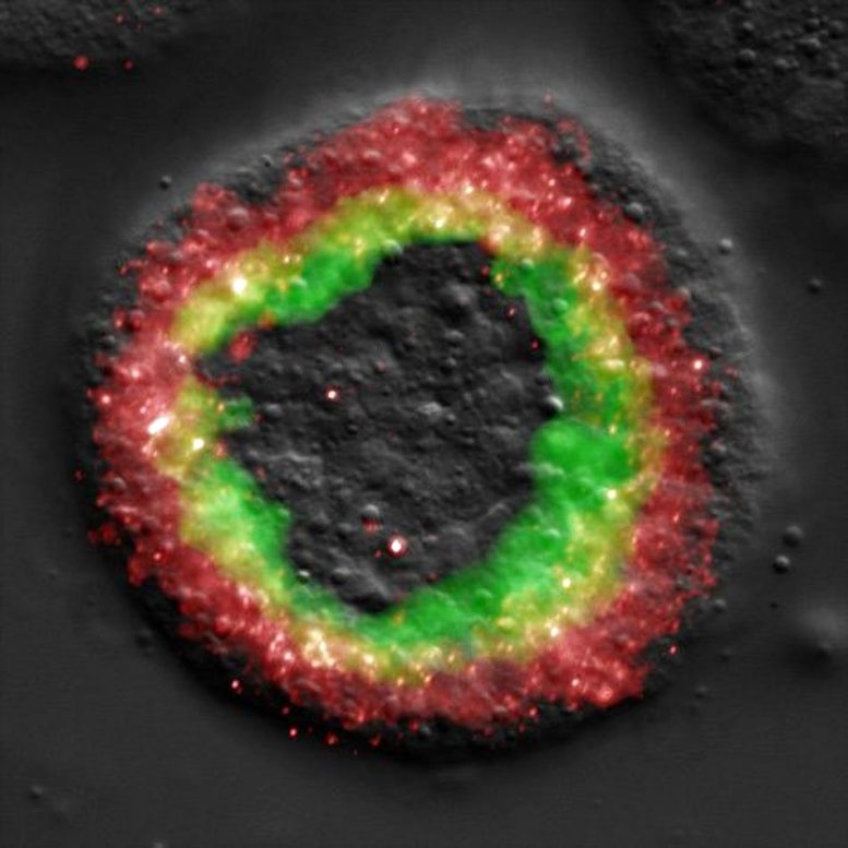 Sea Urchin Embryo Regulatory Genes