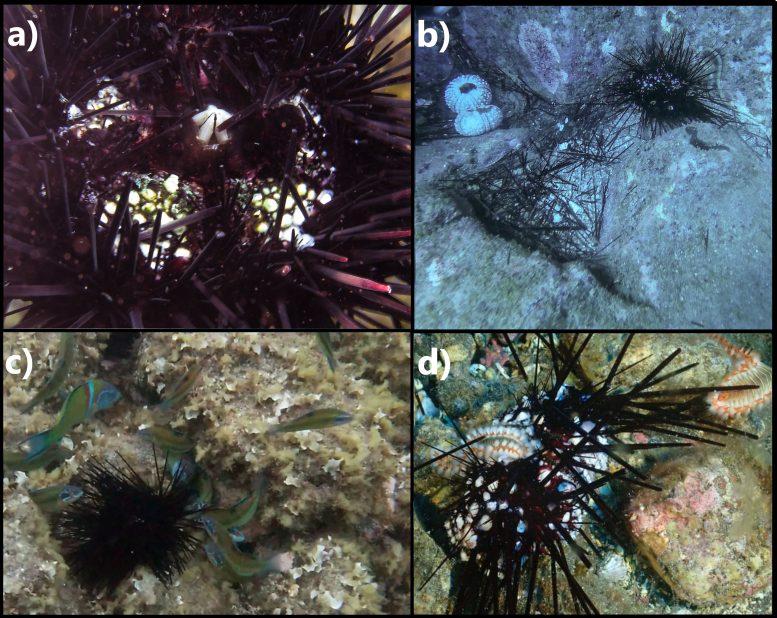 Sea Urchin Epizootic