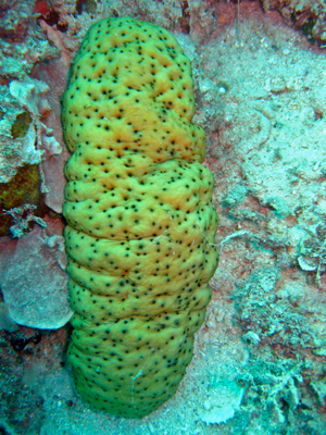 Sea cucumbers counter the negative effects of ocean acidification