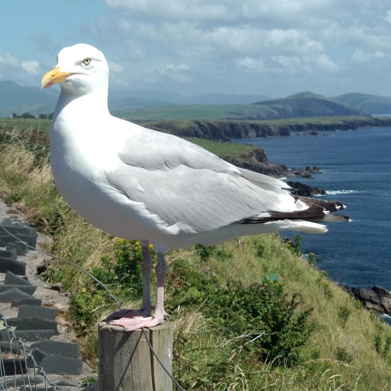 Seabird in Ireland