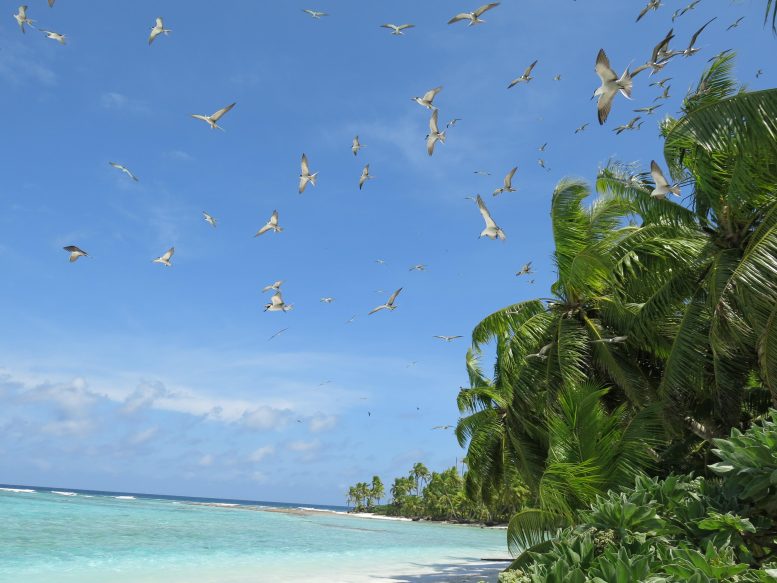 Les oiseaux marins introduisent des nutriments dans les récifs coralliens de l'océan Indien