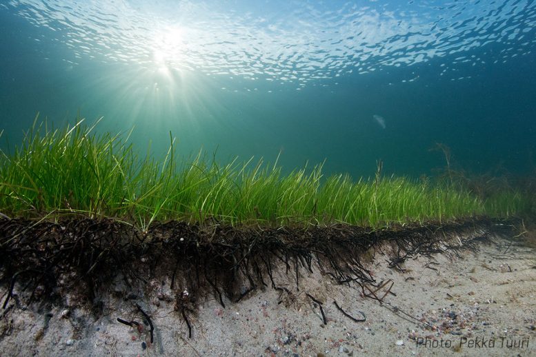 Seagrass Meadow Baltic Sea