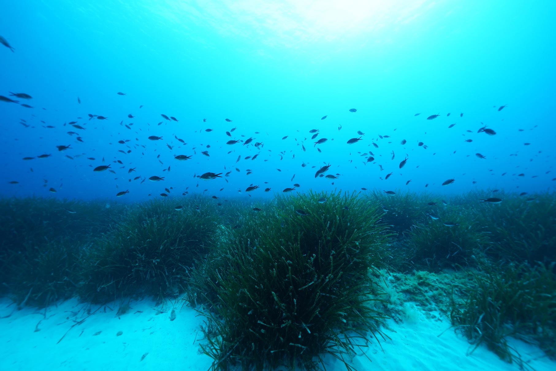 Seagrass Forests Counteract Ocean Acidification