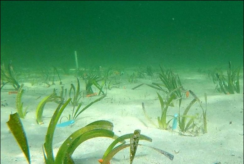 Seagrass Transplant Experiments