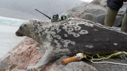 Seal With Satellite Transmitter Mounted on Its Back