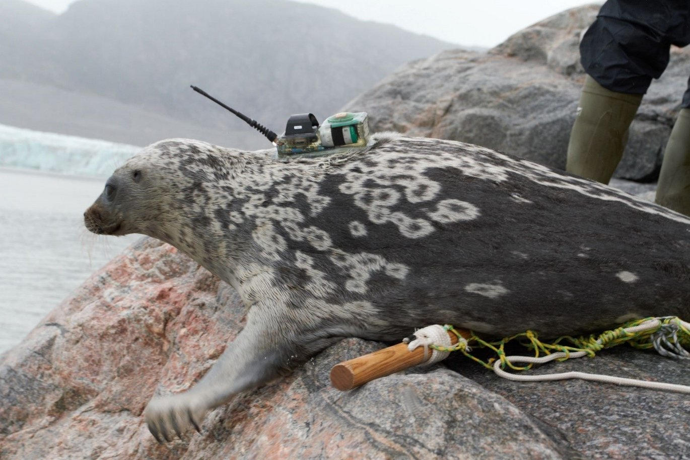 Des scientifiques ont découvert une nouvelle espèce de phoque « spéciale » dans l'Arctique