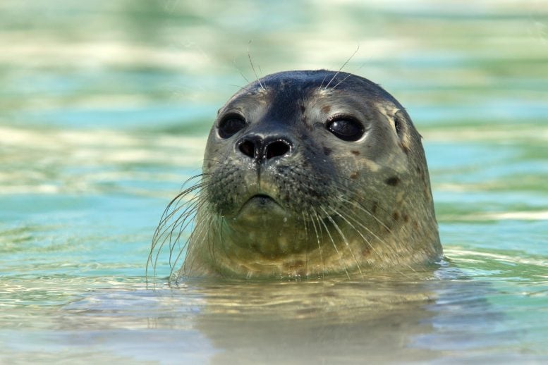 Seal at Seal Center Pieterburen
