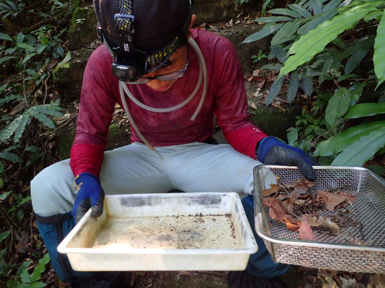 À la recherche des guêpes Loboscelidia au Vietnam