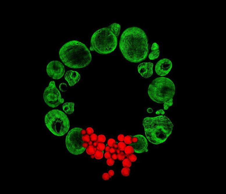 Seasonal Image Reveals the Science Behind Stem Cells