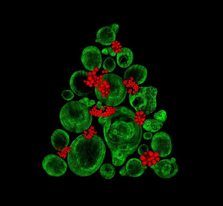 Seasonal Images Reveal the Science Behind Stem Cells