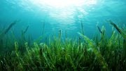 Seaweed Could Hold the Key to Environmentally Friendly Sunscreen