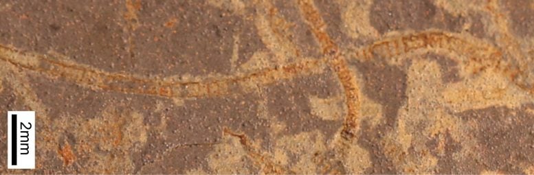 Seaweed Fossils (Macroscopic Algae)