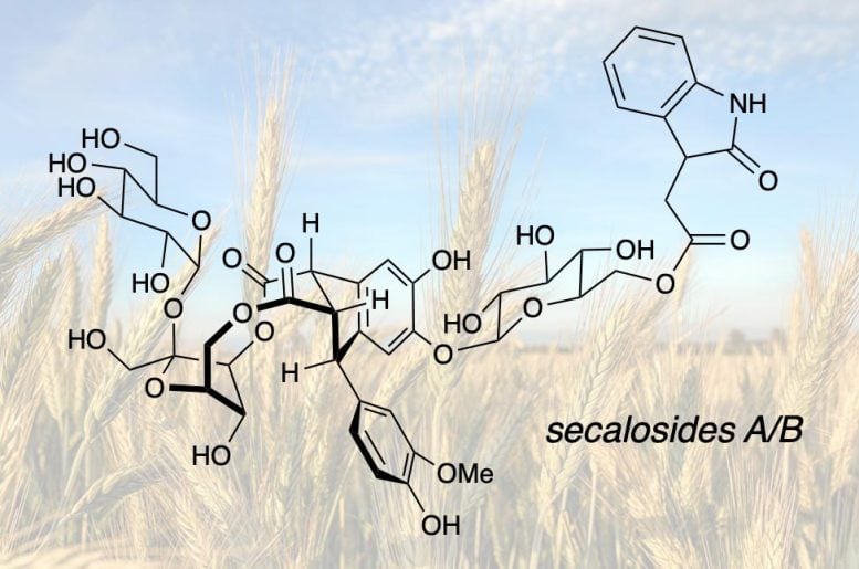 Secalosides Structure