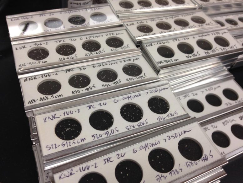 Sediment Samples From Florida Straits