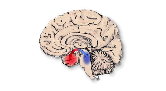 Seizures Knock Out Brain Arousal Centers