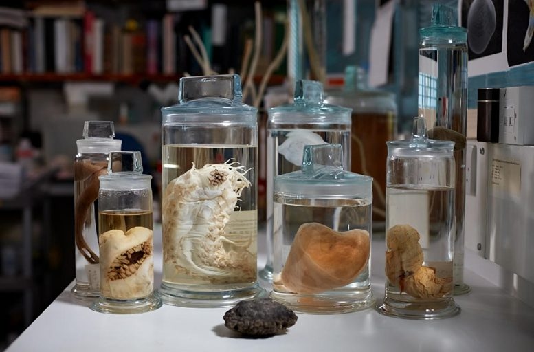 Selection of Deep Sea Specimens