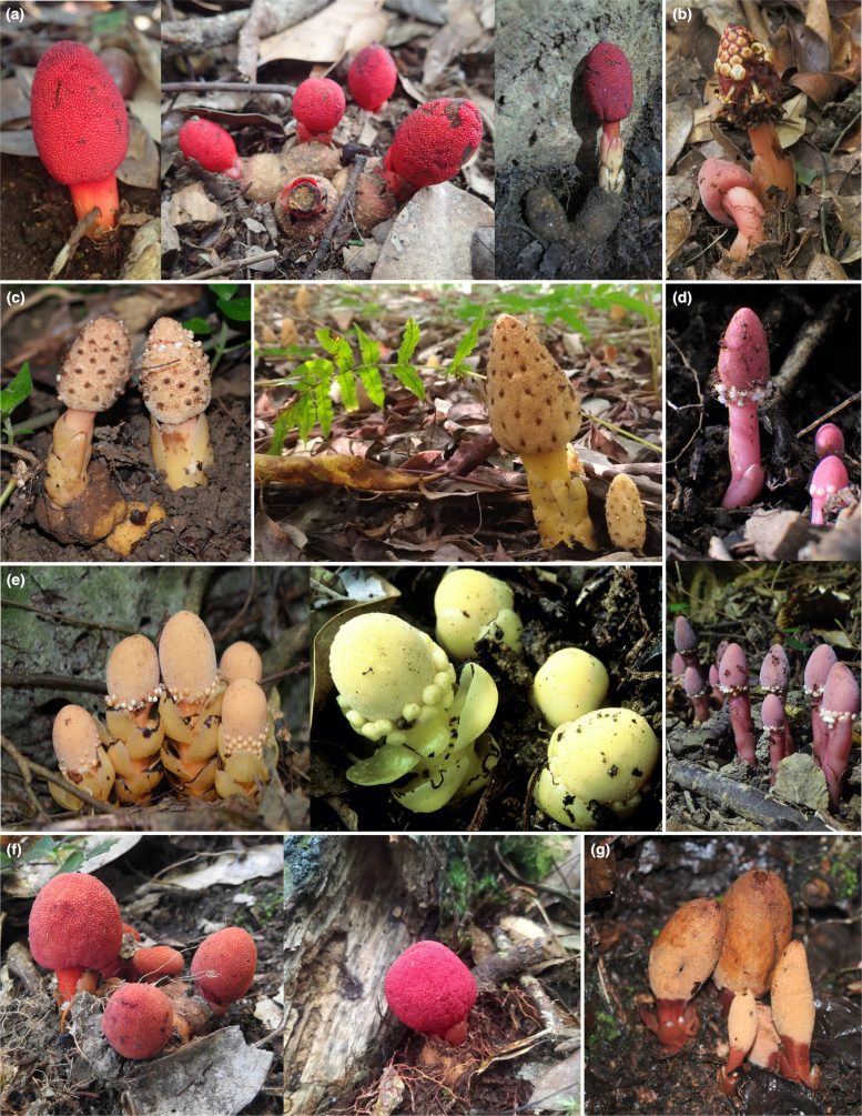 Selection of sampled Balanophora plants