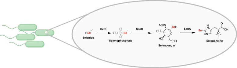 Selenium Biosynthetic Pathway