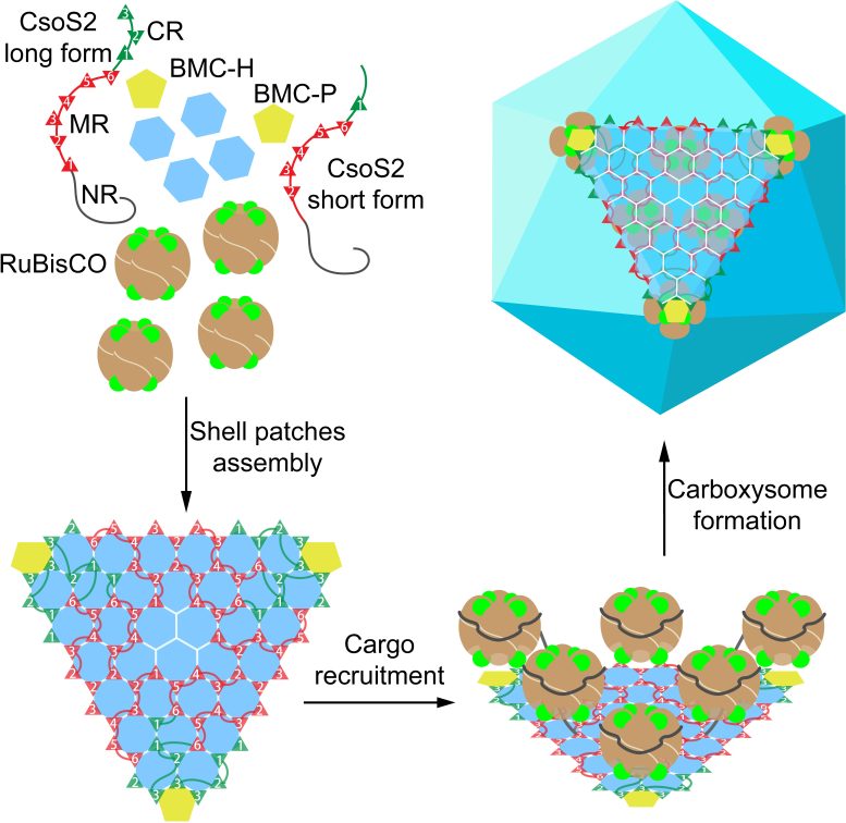 Self Assembly Model of Prochlorococcus α Carboxysome