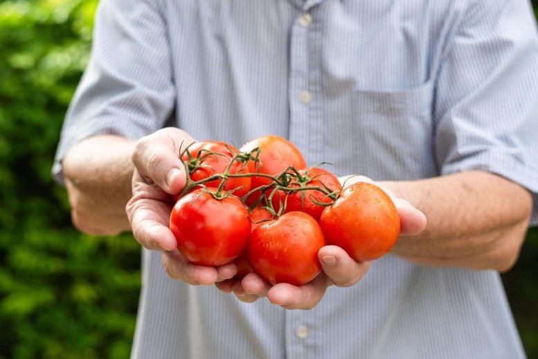 Senior Man Holding Fresh Ripe Tomatoes Close