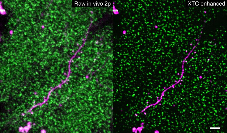 Sep GluA2 Tagged Synapses