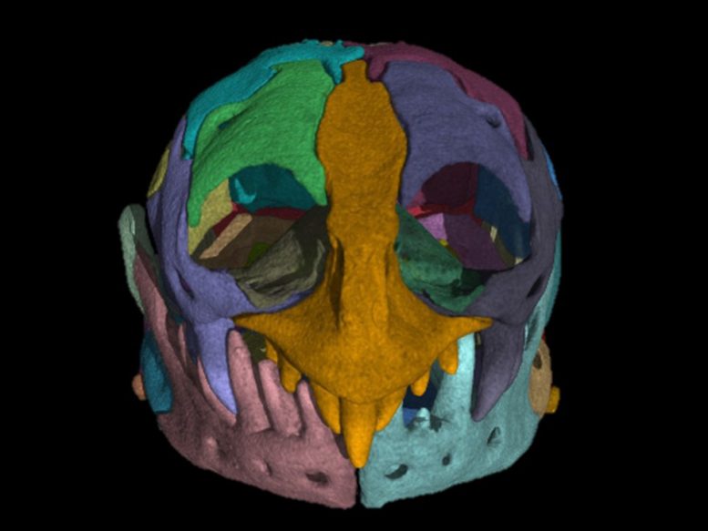 Separate Sections of the Skull of a Zygaspis quadrifron CT Scan