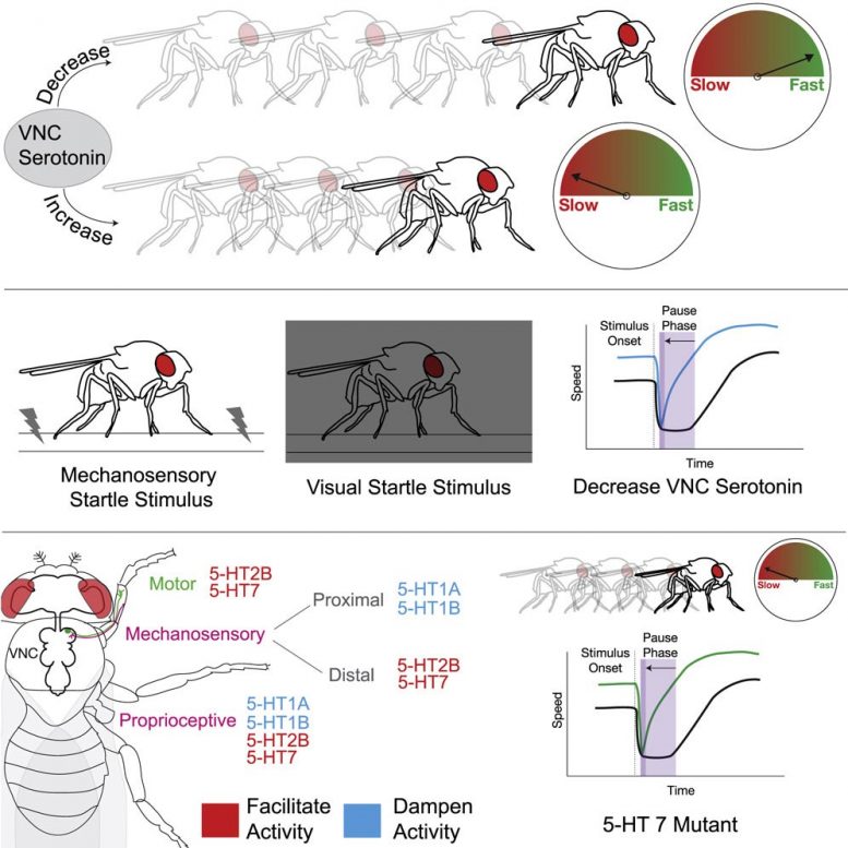 Serotonergic Modulation of Walking in Drosophila