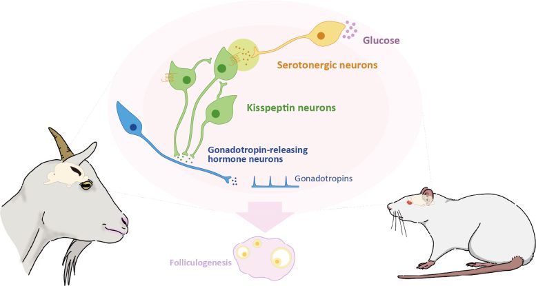 Serotonergic Neurons Release Serotonin When They Sense High Levels of Glucose Graphic
