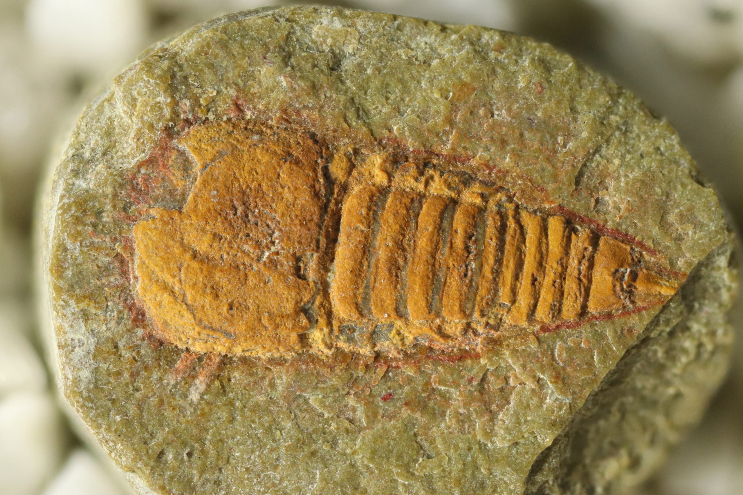 Un des fossiles de Setapedites abundantis, utilisé pour retracer les origines des araignées, des scorpions et des limules. / Ph. UNIL