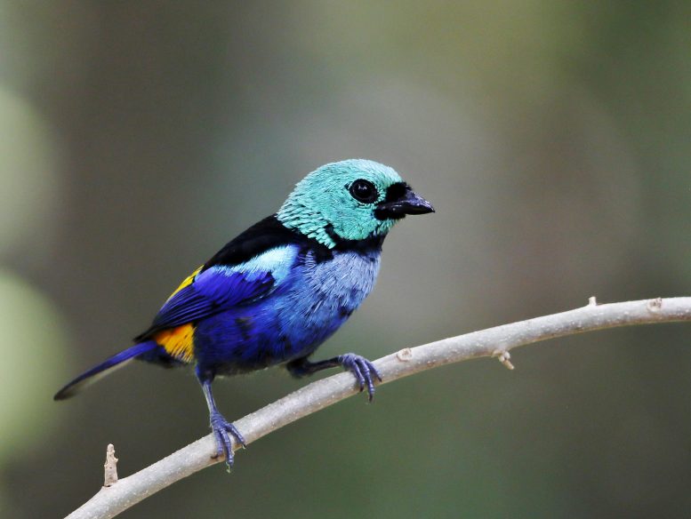 Seven Colored Tanager