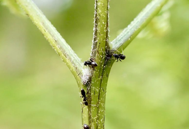 Several Ants on a Green Plant
