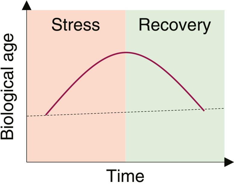 Severe Stress Induces Increases in Biological Age That Are Reversed Upon Recovery