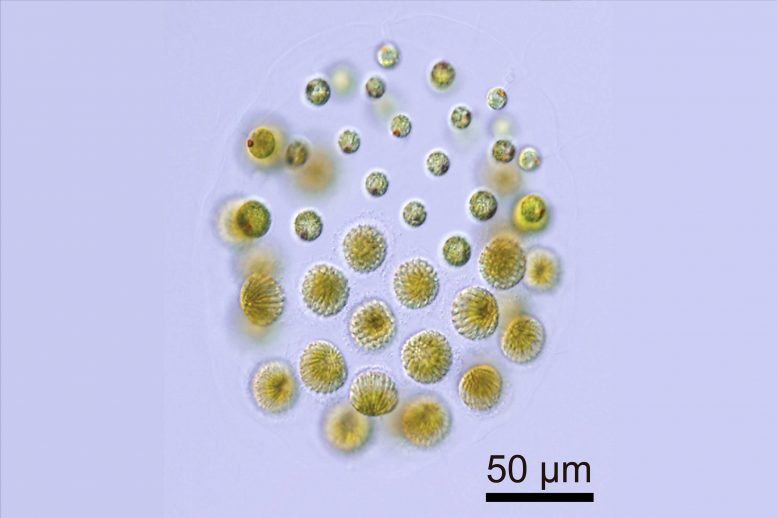 Sexually Induced Male Colony of Algae