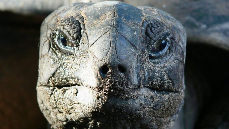 “Vegetarian” Giant Tortoise Attacks and Eats Seabird As Horrified Researchers Film