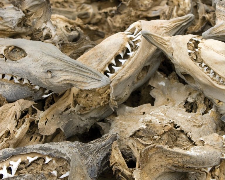 Massive Die-Off Discovered by Accident: A Shark Mystery Millions of