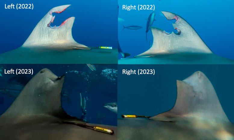 Shark Fin Regeneration