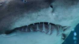 Shark Head Close Up