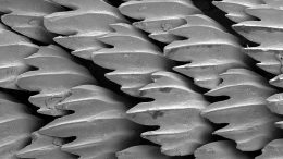 Hammerhead Shark Scales