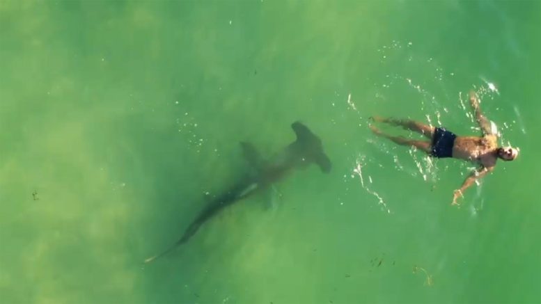 Sharks May Be Closer Than You Think